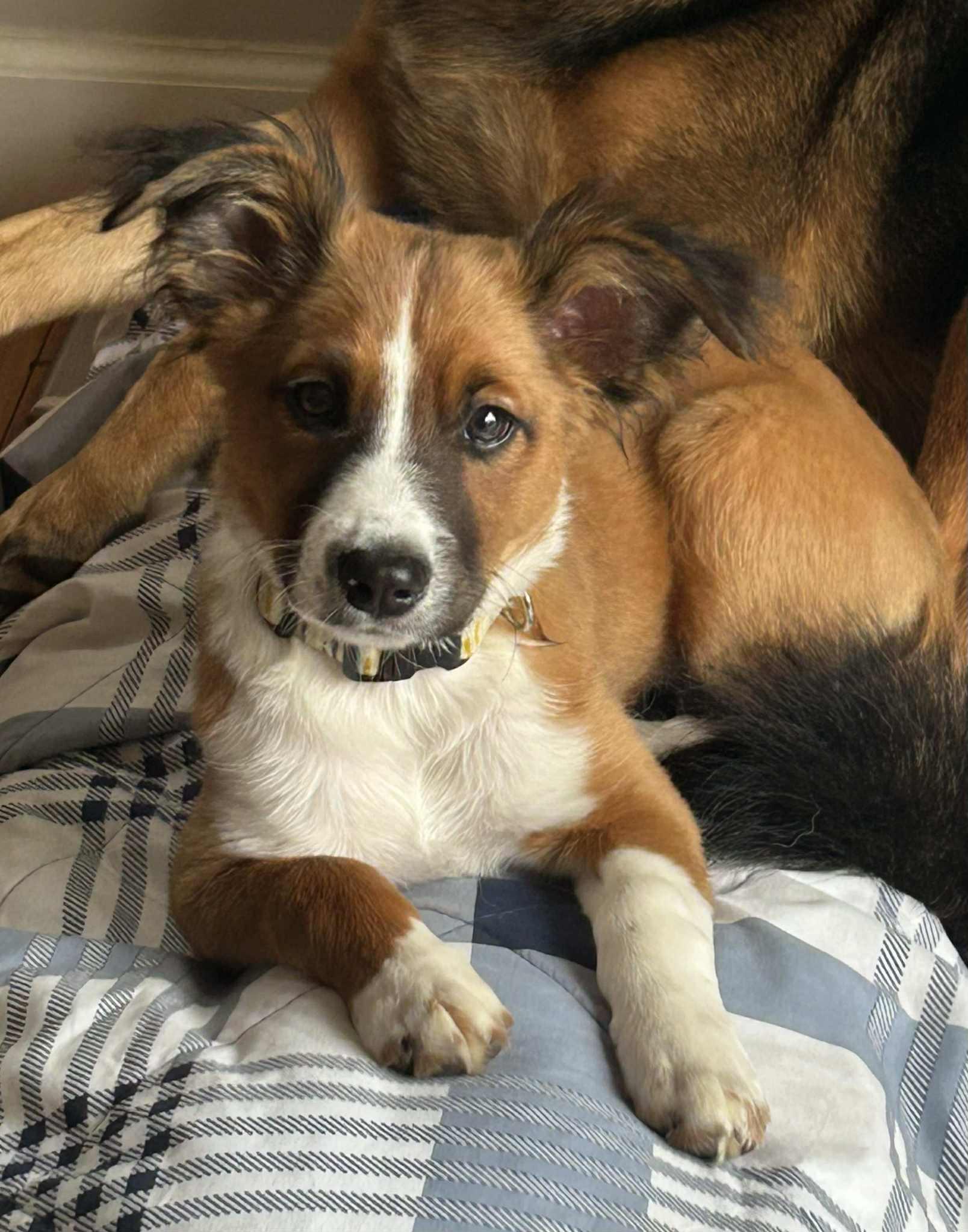 Mellow - Mylo