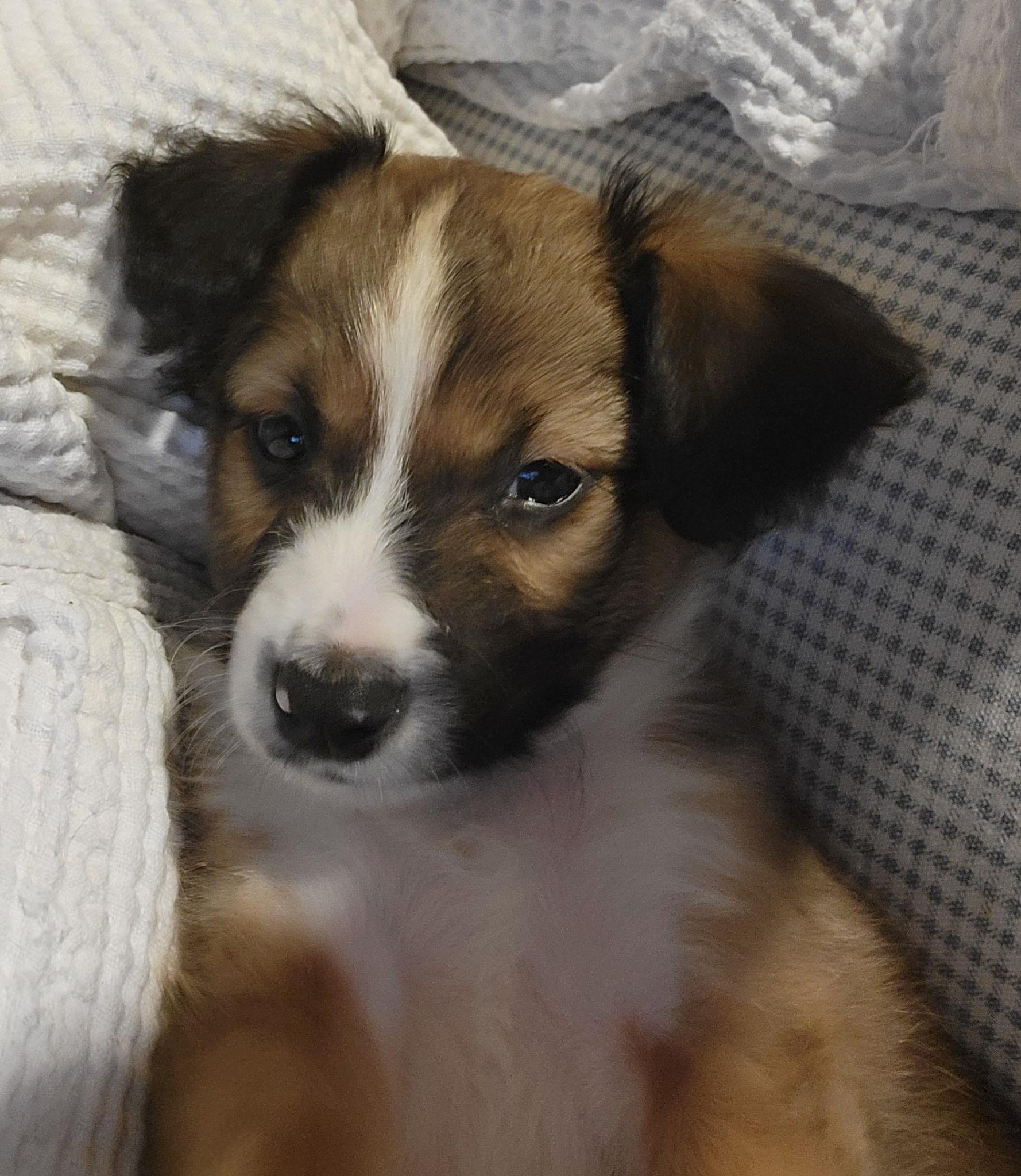 Mellow - Mylo