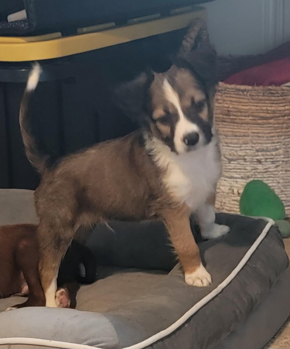 Mellow - Mylo