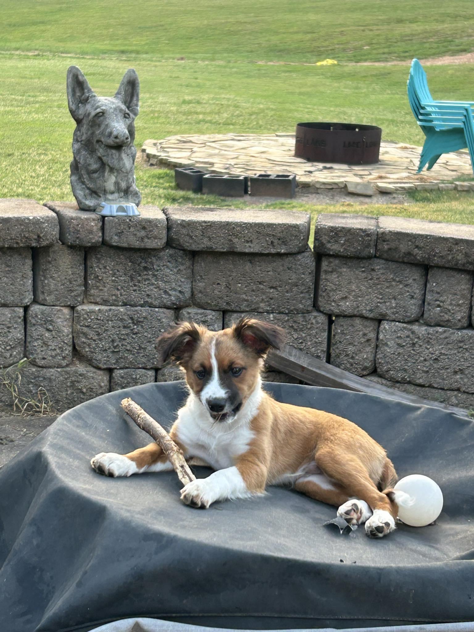 Mellow - Mylo