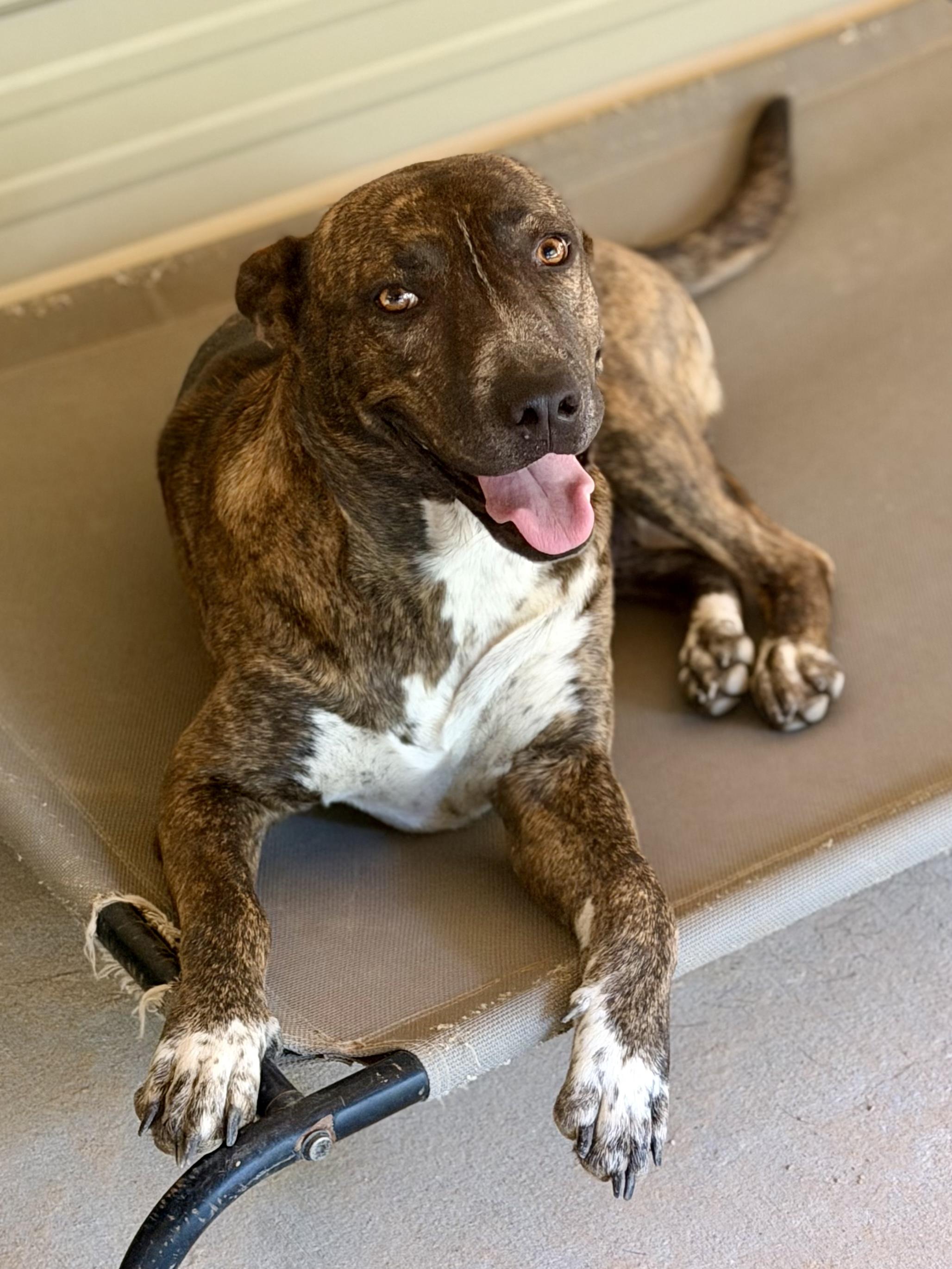 Enlarge Faith, a Adoptable mixed breed in Livingston, TX image 1/1