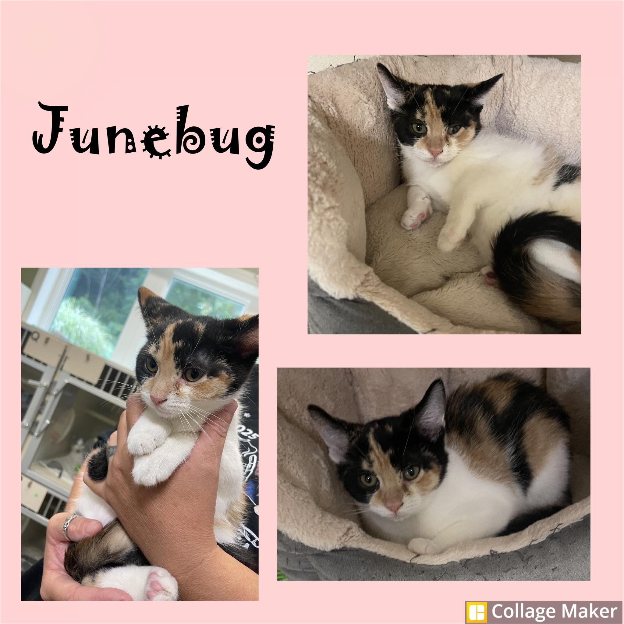 Junebug