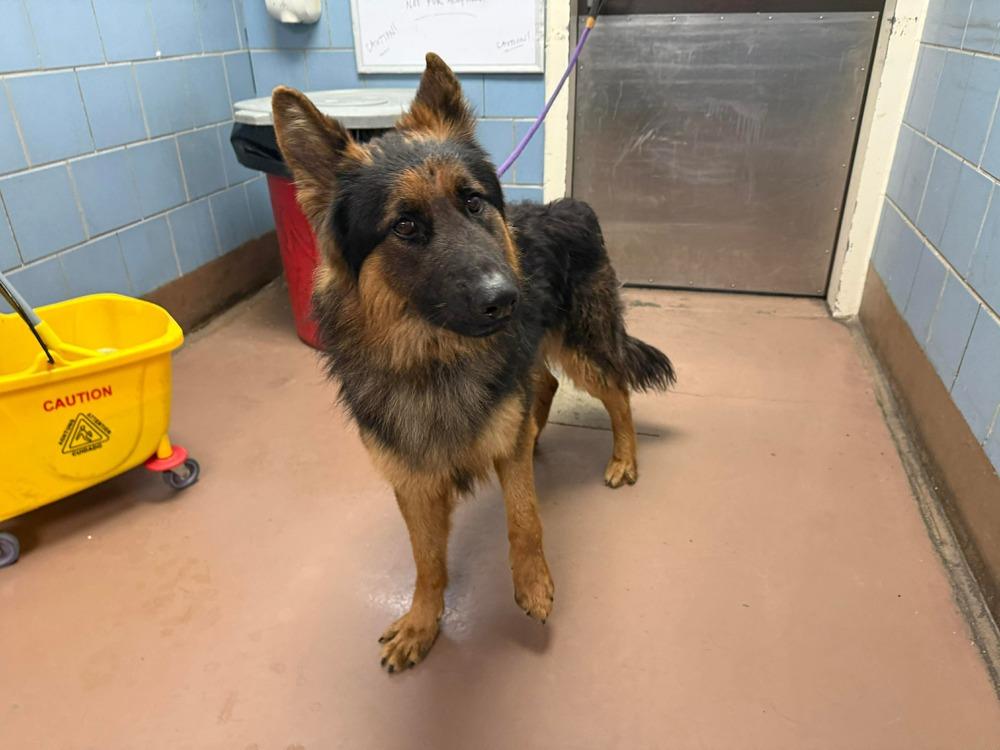 Max, Adoptable, Adult Male German Shepherd Dog.