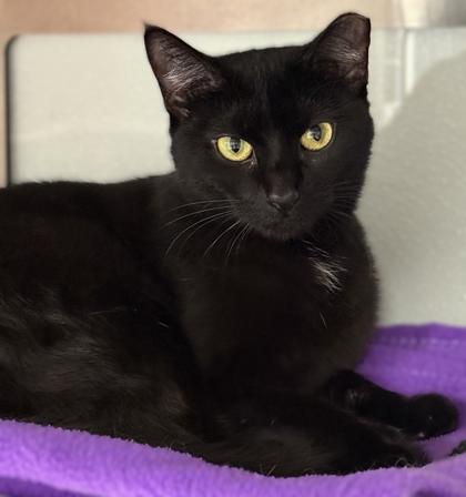 Lillypad, a Adoptable mixed breed in Venice, FL image 1/3