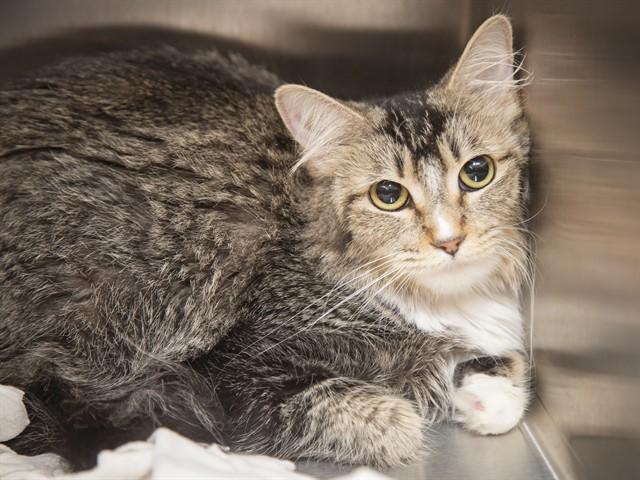 ARIZONA, Adoptable, Young Female Domestic Short Hair.