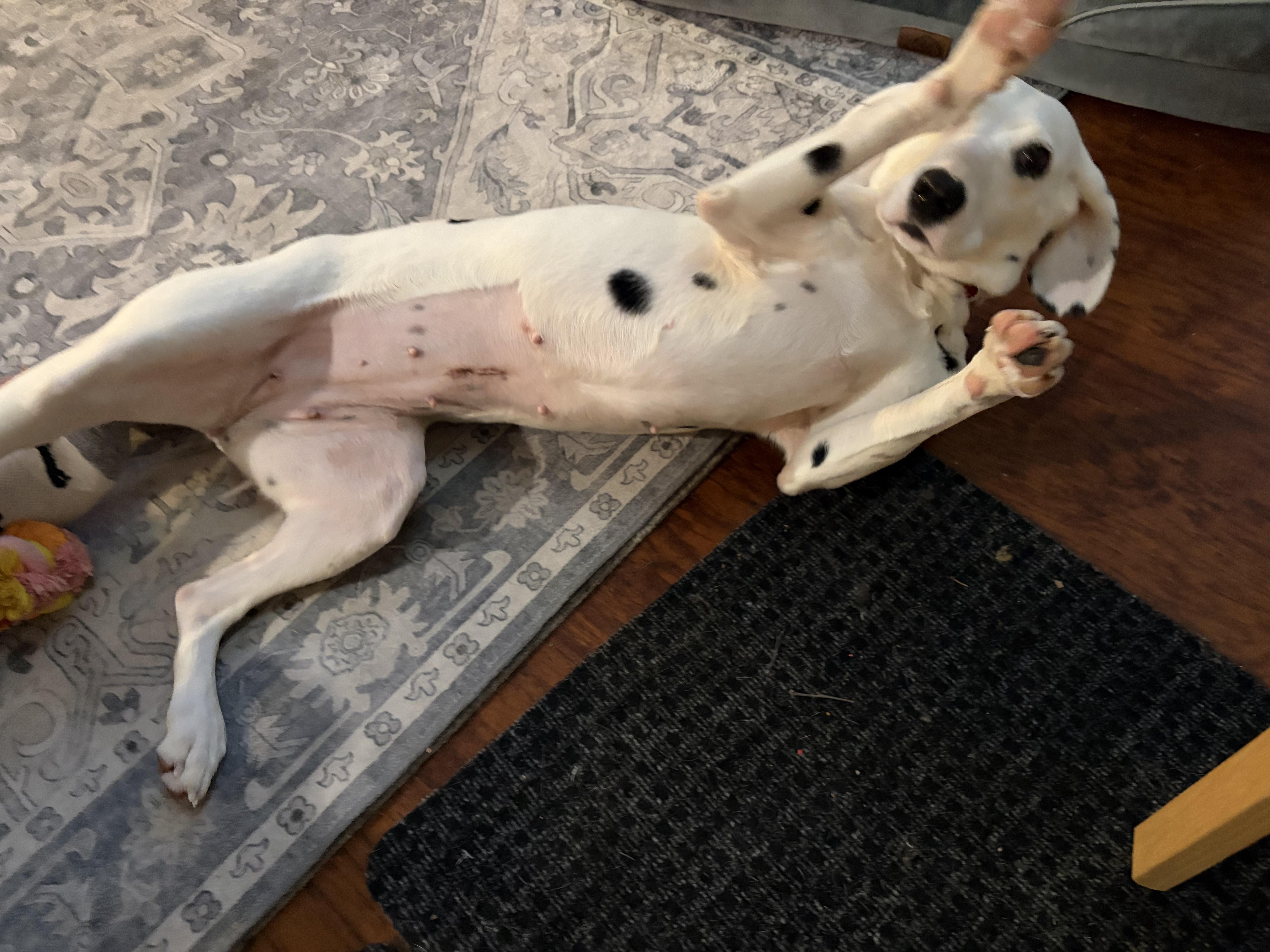 Enlarge Maple-Virginia Beach, VA, an adopted Dalmatian in San Diego, CA image 4/4