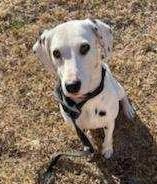 Enlarge Maple-Virginia Beach, VA, an adopted Dalmatian in San Diego, CA image 1/4