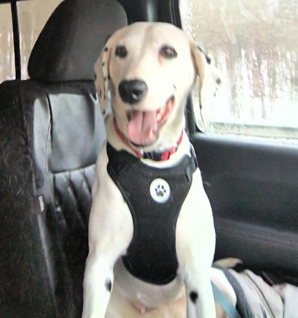 Enlarge Maple-Virginia Beach, VA, an adopted Dalmatian in San Diego, CA image 2/4