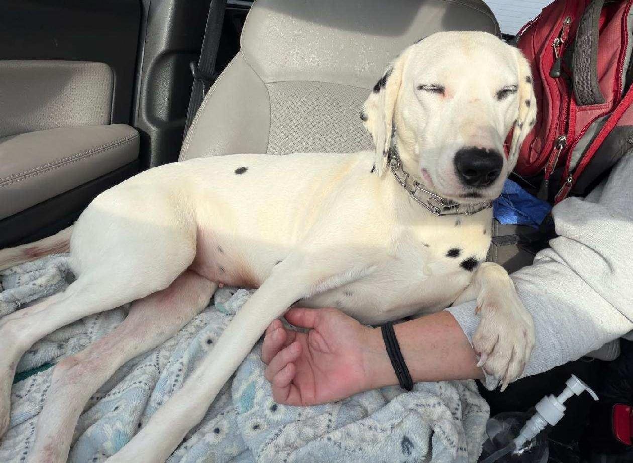 Enlarge Maple-Virginia Beach, VA, an adopted Dalmatian in San Diego, CA image 3/4