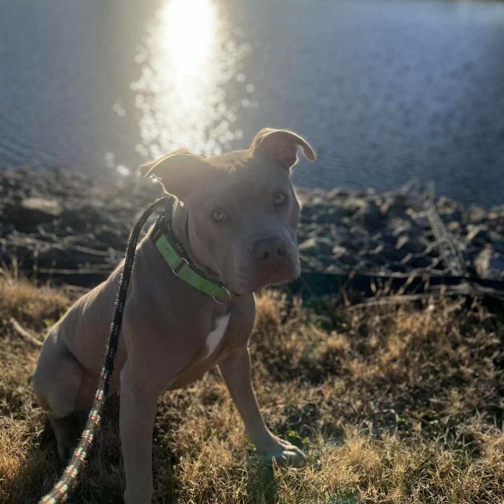 Calea, a Adoptable Mixed Breed in Ballston Spa, NY image 2/6