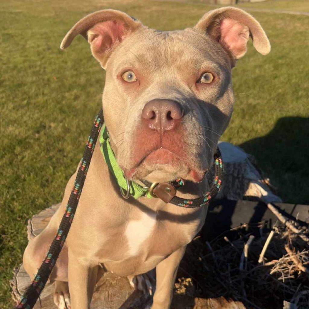 Calea, a Adoptable Mixed Breed in Ballston Spa, NY image 3/6