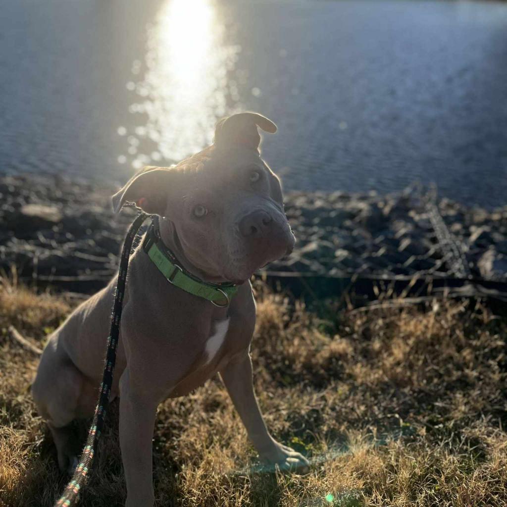 Calea, Adoptable, Adult Female Mixed Breed.