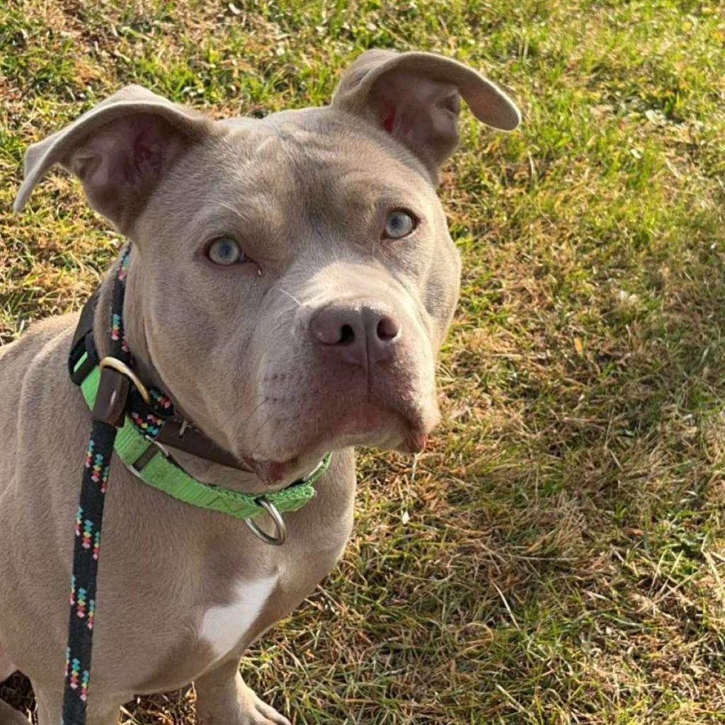 Calea, a Adoptable Mixed Breed in Ballston Spa, NY image 5/6