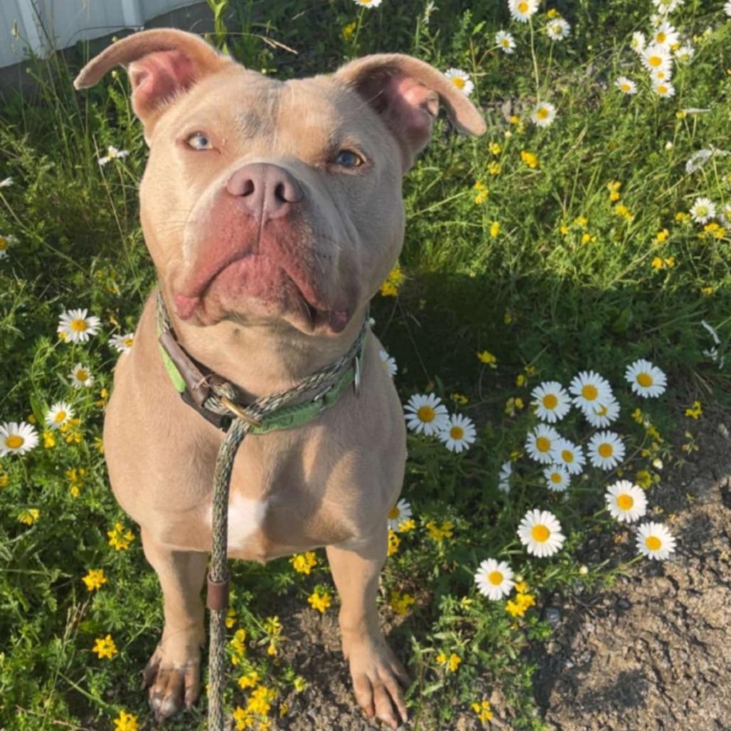 Calea, a Adoptable Mixed Breed in Ballston Spa, NY image 6/6