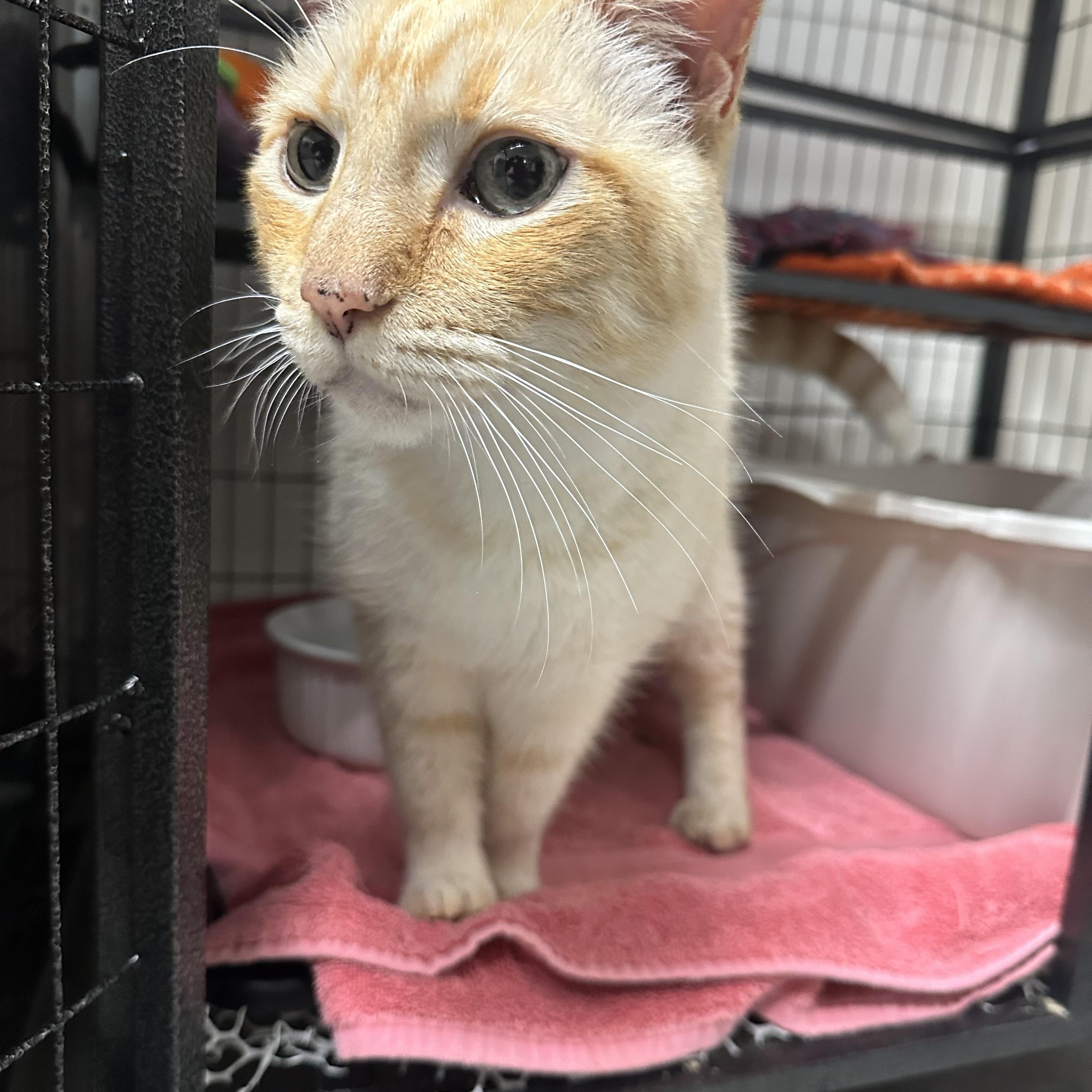 Enlarge Sammy, an adopted mixed breed in Jaffrey, NH image 1/2