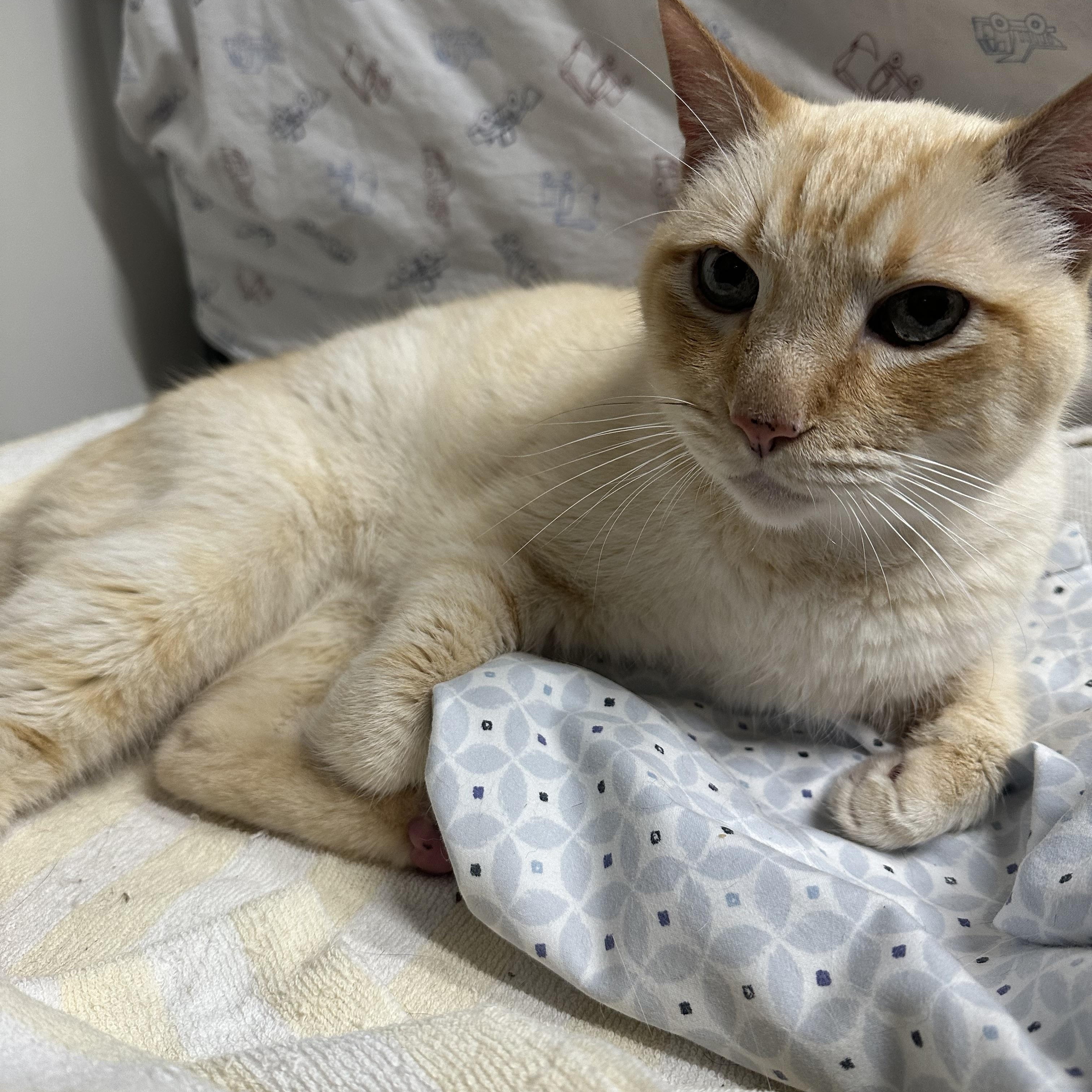 Enlarge Sammy, an adopted mixed breed in Jaffrey, NH image 2/2