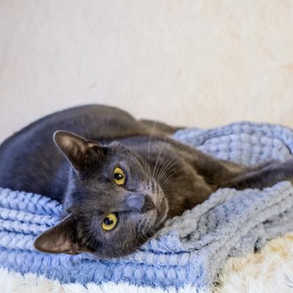 Sergio (C/D FOOD), Adoptable, Adult Male Domestic Short Hair & Domestic Short Hair.