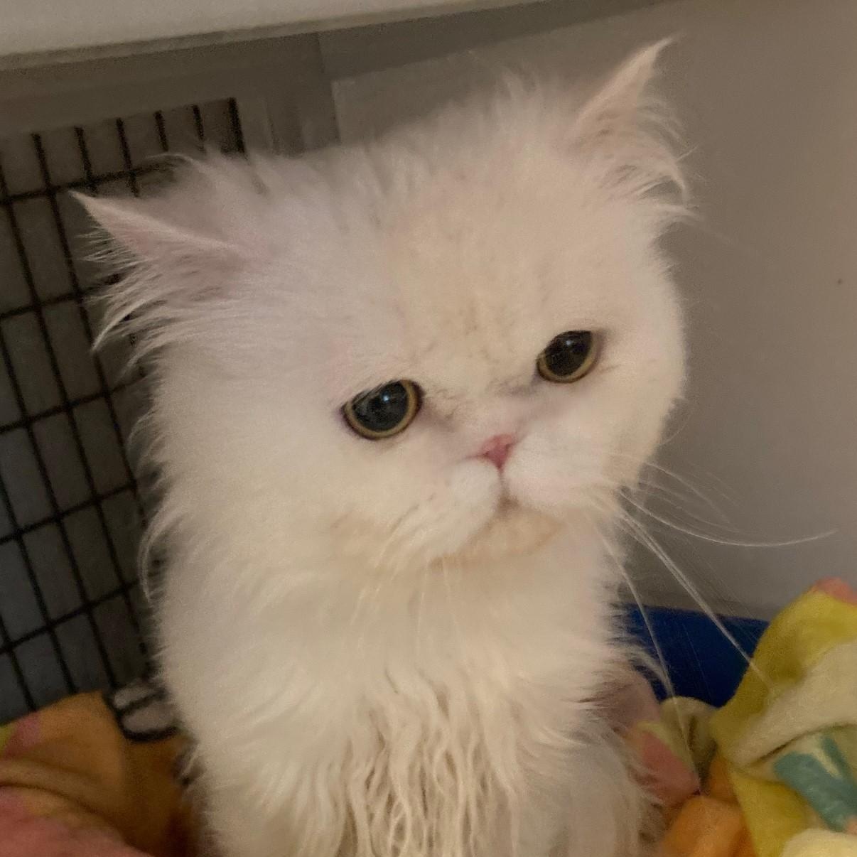 Sterling - Handsome Persian