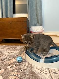 Pari (pretty grey tabby)