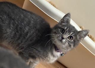 Pari (pretty grey tabby)