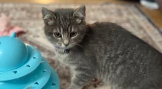 Pari (pretty grey tabby)