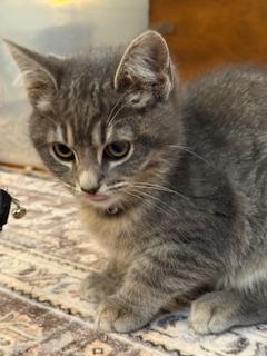 Pari (pretty grey tabby)