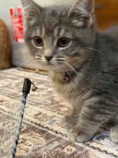 Pari (pretty grey tabby)