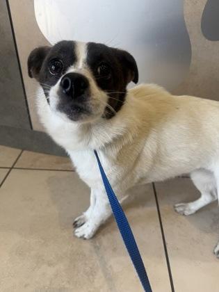 Enlarge xena, a Adoptable mixed breed in Farmers Branch, TX image 1/1