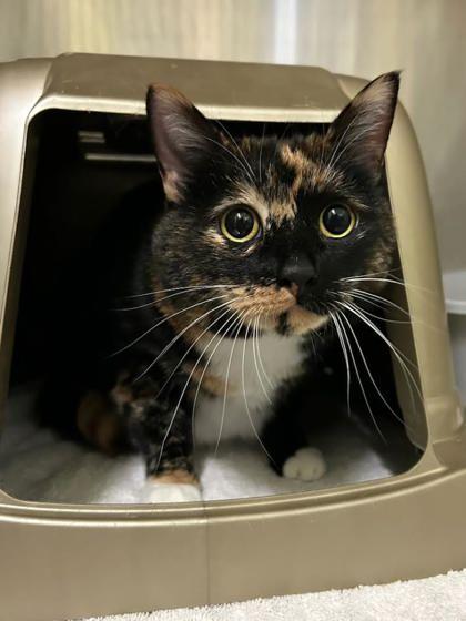 Enlarge Pumpkin, a Adoptable mixed breed in Moses Lake, WA image 1/1