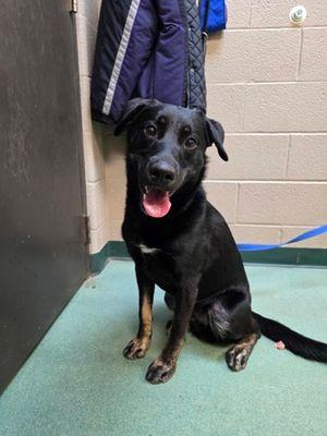 Dusty, a Adoptable Labrador Retriever in Williamsport, PA image 1/2