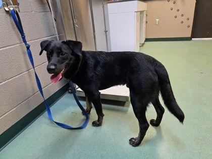 Dusty, a Adoptable Labrador Retriever in Williamsport, PA image 2/2