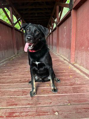Enlarge Dusty, a Adoptable Labrador Retriever in Williamsport, PA image 2/3