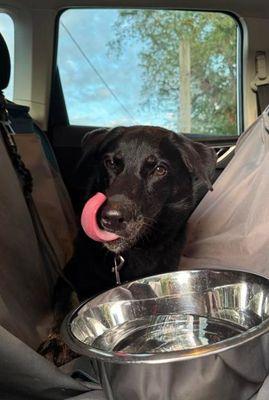 Enlarge Dusty, a Adoptable Labrador Retriever in Williamsport, PA image 3/3