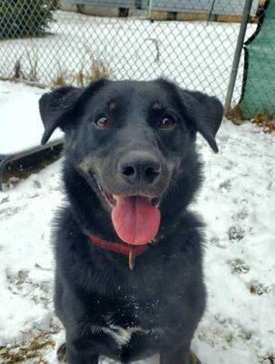 Enlarge Dusty, a Adoptable Labrador Retriever in Williamsport, PA image 1/3