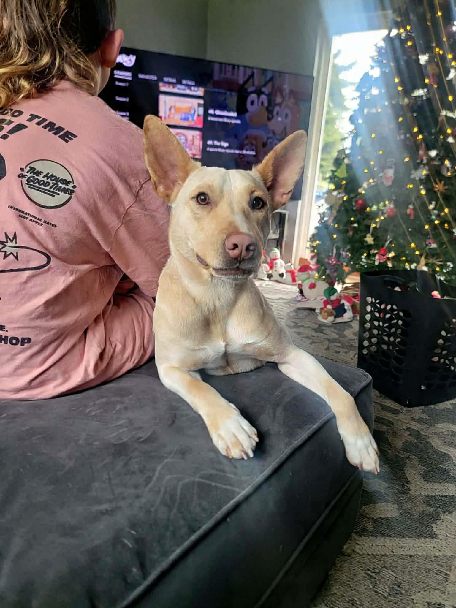 Duke, Adoptable, Young Male Mixed Breed.