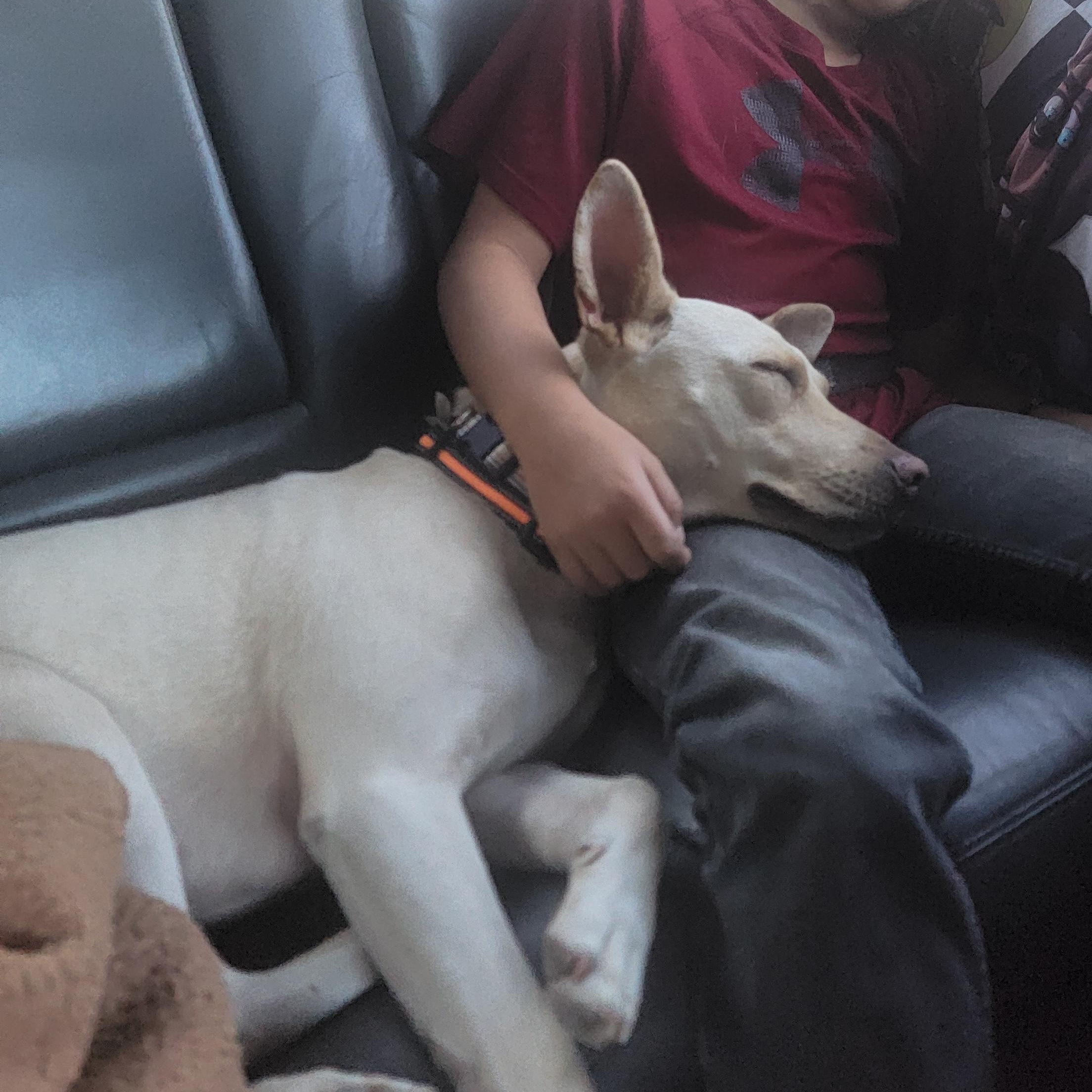 Enlarge Duke, a Adoptable Mixed Breed in Puyallup, WA image 6/6