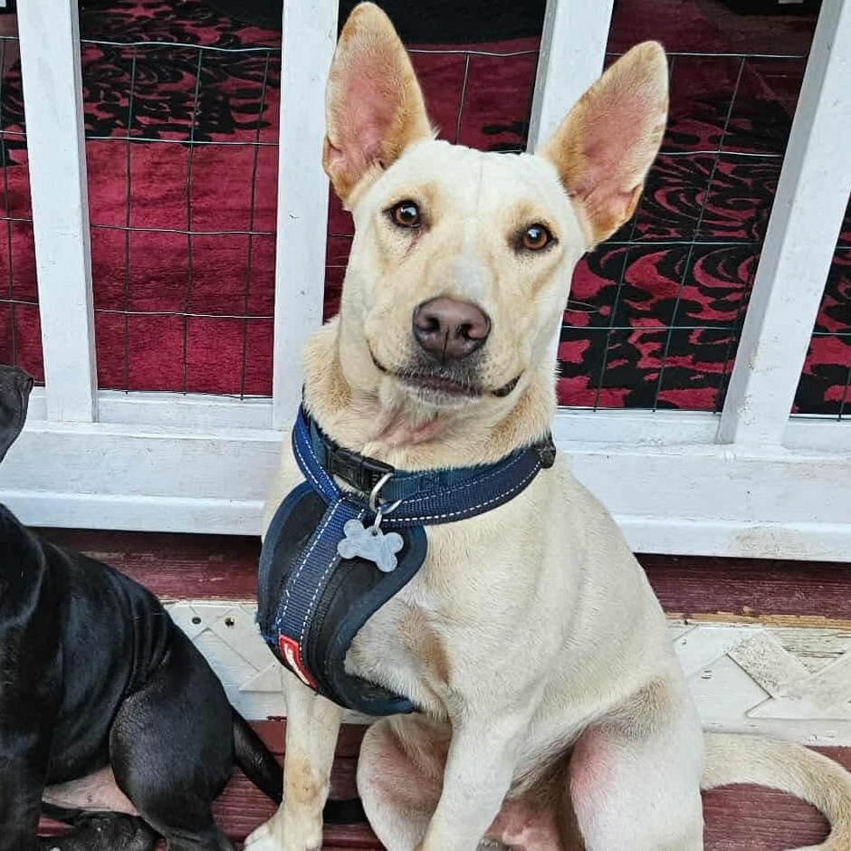 Enlarge Duke, a Adoptable Mixed Breed in Puyallup, WA image 3/6