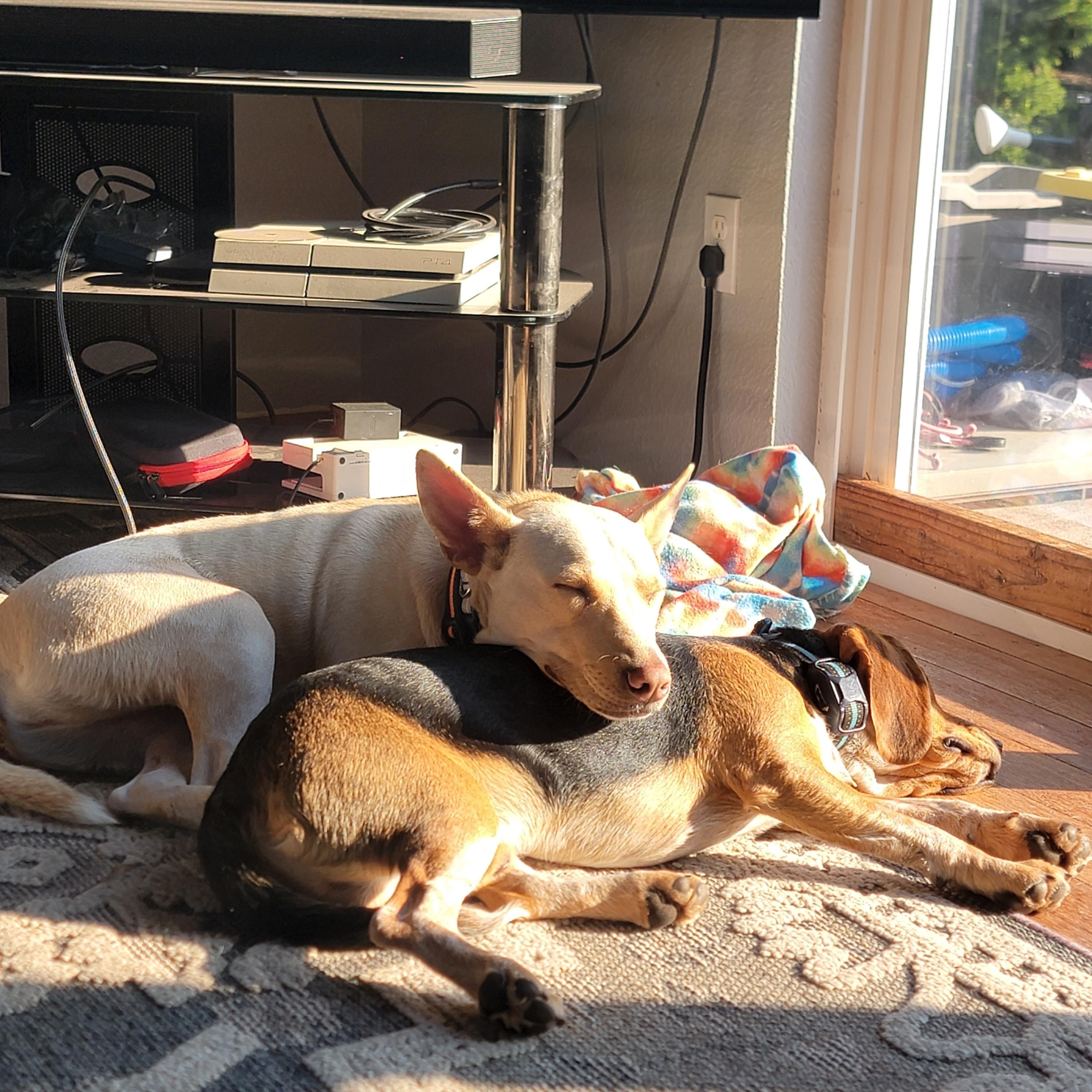 Enlarge Duke, a Adoptable Mixed Breed in Puyallup, WA image 5/6