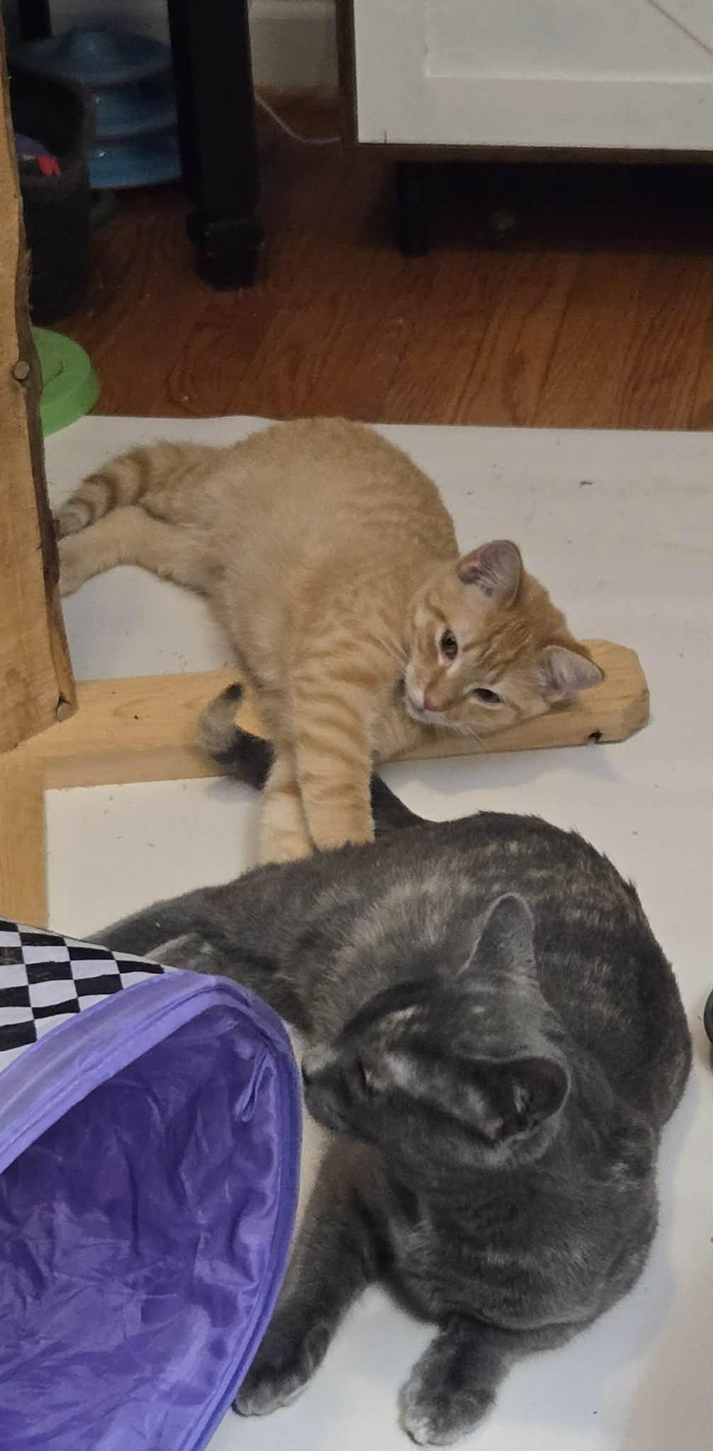 Enlarge Spaghetti Squash, a ADOPTABLE Tiger in Fulton, NY image 3/4