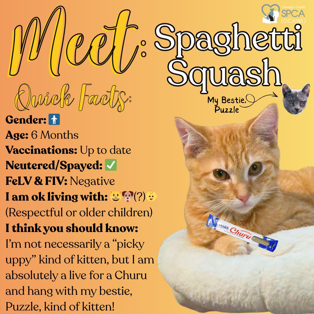 Spaghetti Squash, ADOPTABLE, Young Male Tiger.