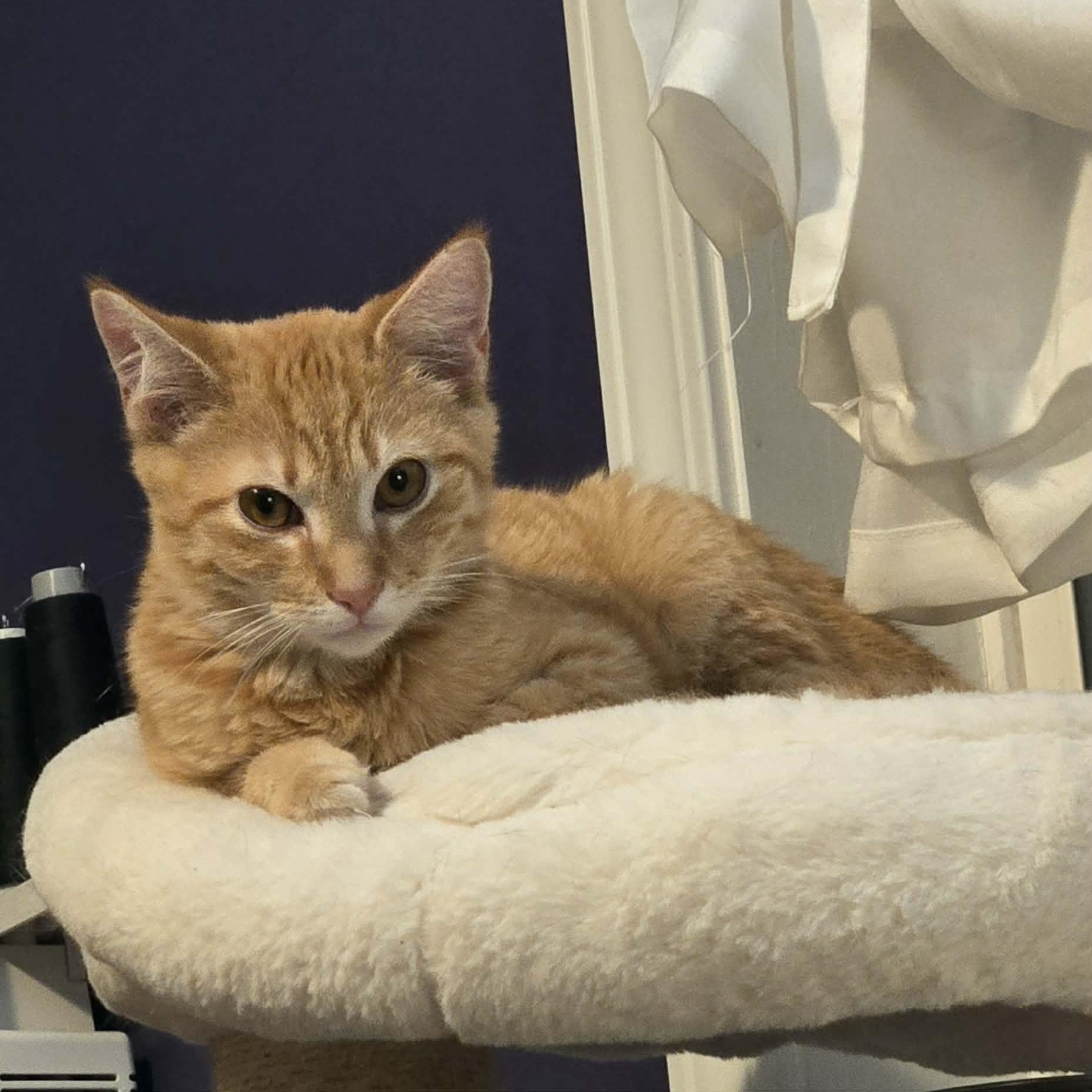Enlarge Spaghetti Squash, a ADOPTABLE Tiger in Fulton, NY image 4/4