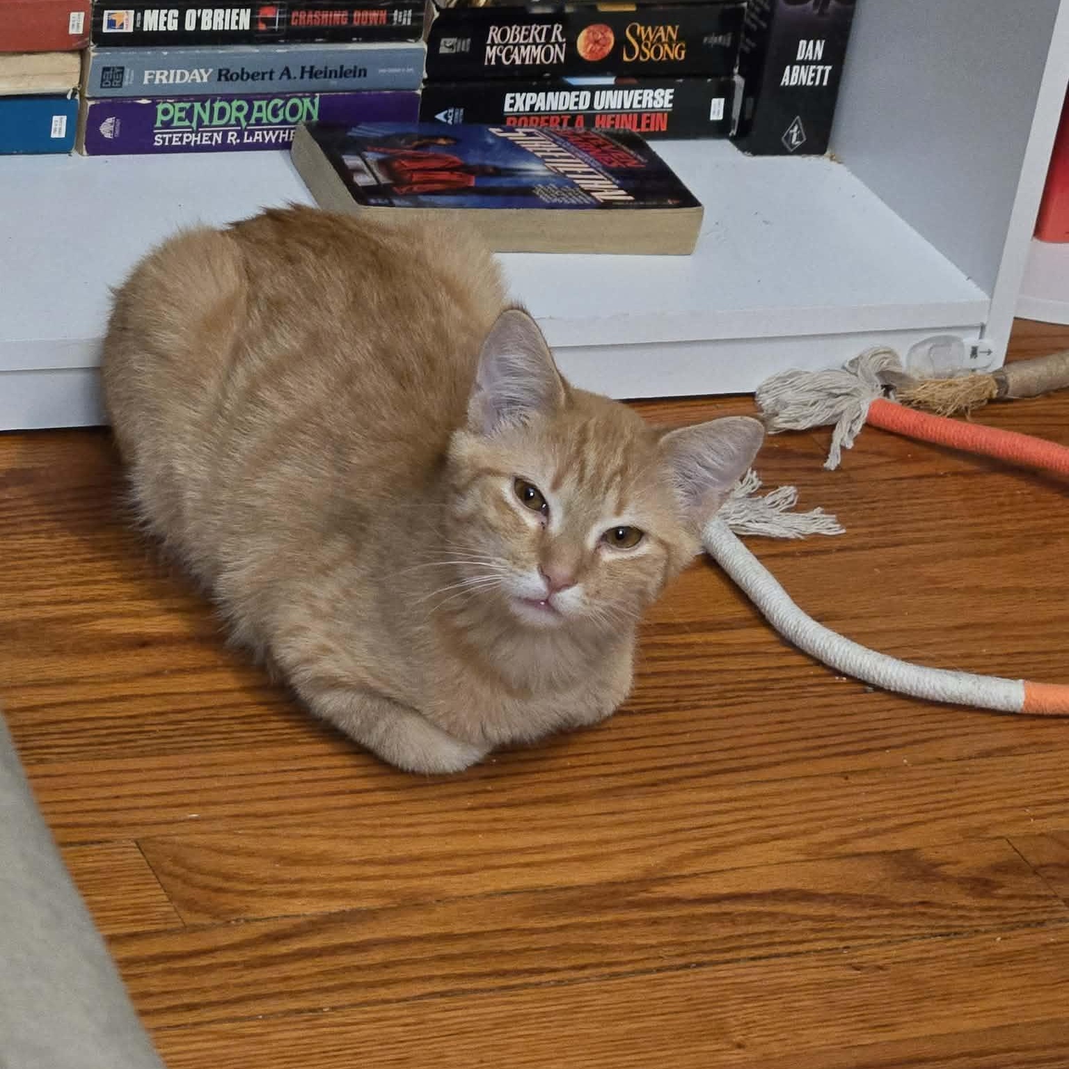 Enlarge Spaghetti Squash, a ADOPTABLE Tiger in Fulton, NY image 2/4