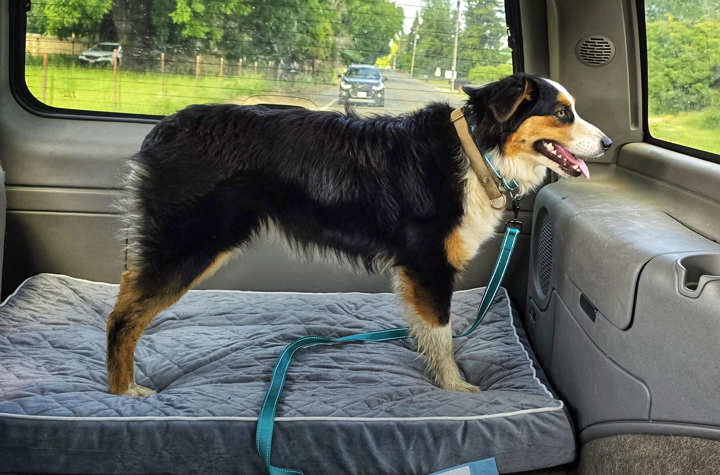 Enlarge Poppi, a ADOPTABLE Australian Shepherd in Cottonwood, CA image 3/4