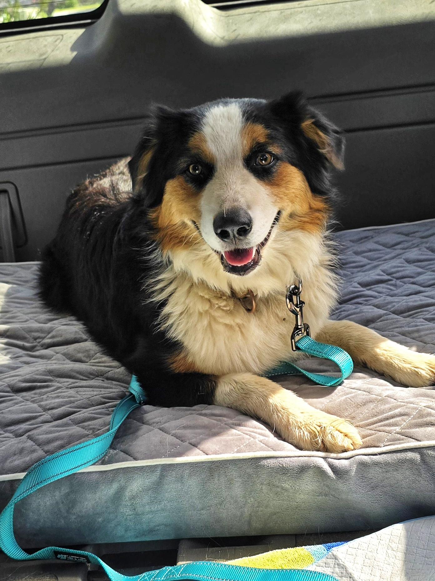Enlarge Poppi, a ADOPTABLE Australian Shepherd in Cottonwood, CA image 4/4
