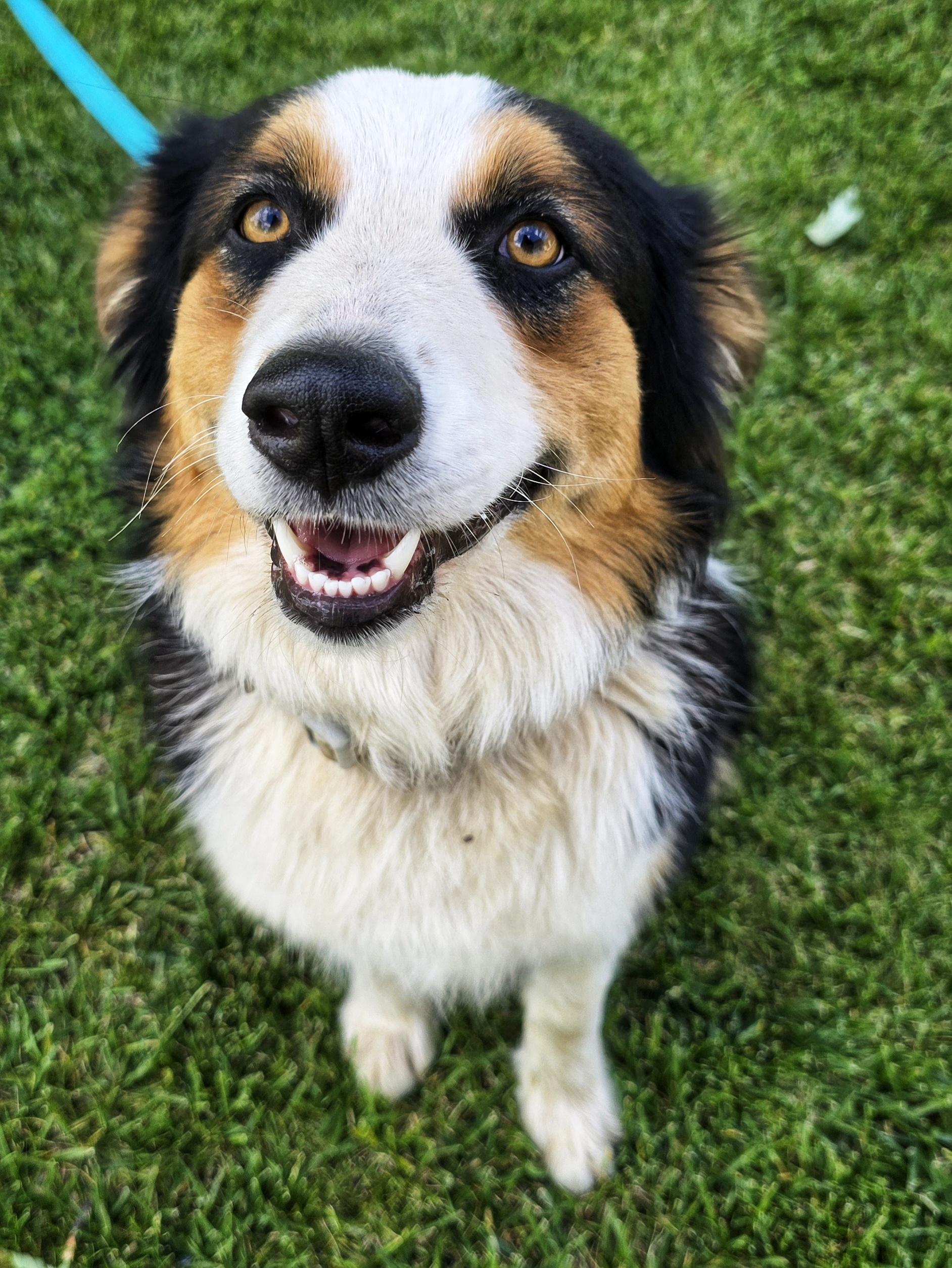Enlarge Poppi, a ADOPTABLE Australian Shepherd in Cottonwood, CA image 2/4