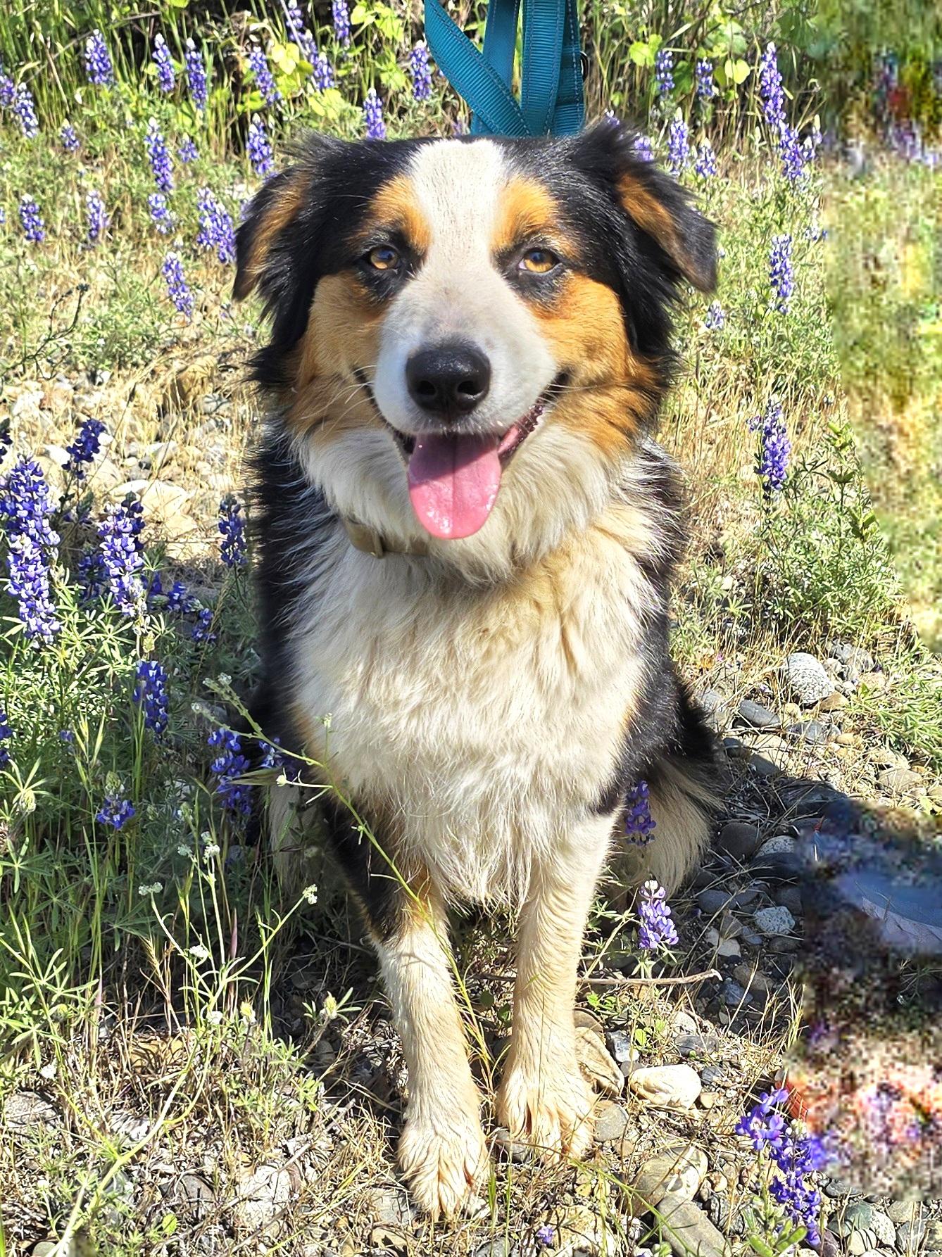 Poppi, ADOPTABLE, Young Female Australian Shepherd.