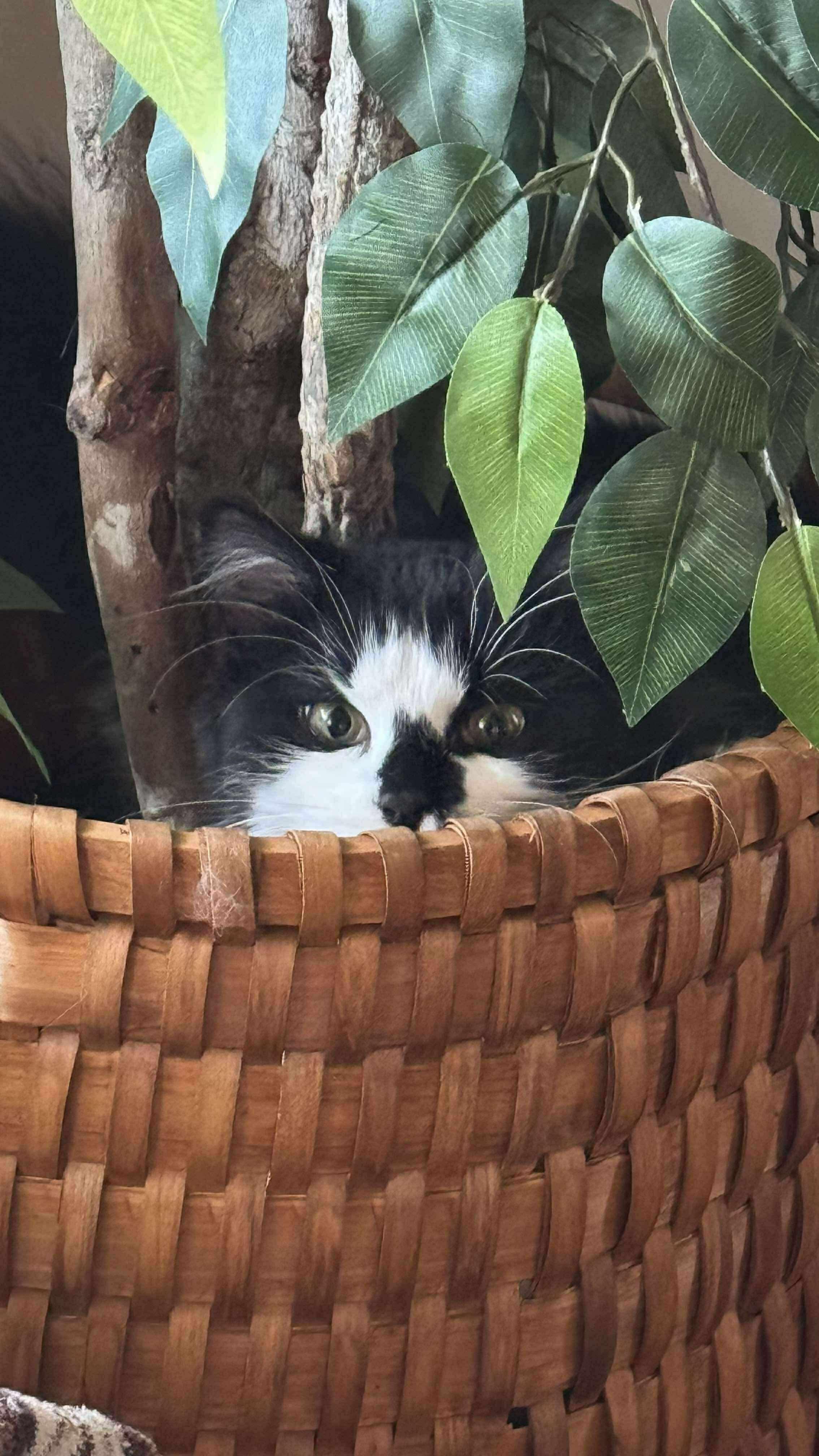 Muppet, a Adoptable Domestic Medium Hair in Milwaukee, WI image 2/6