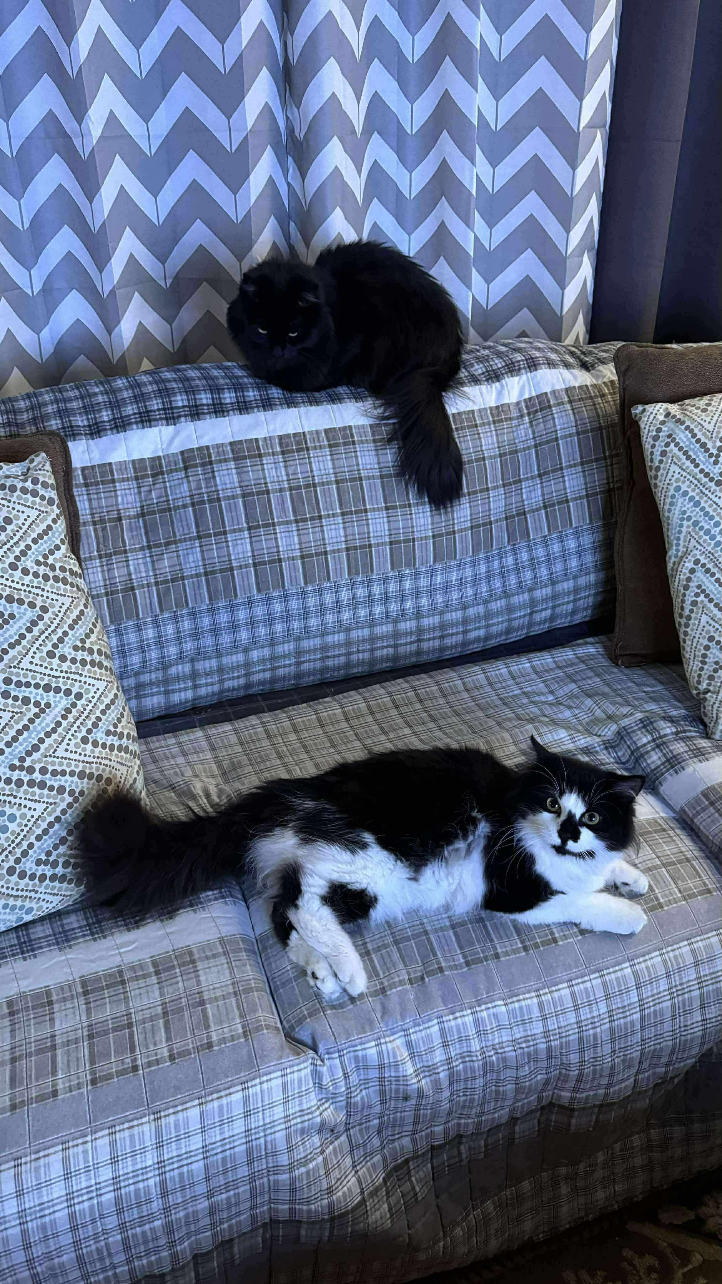 Muppet, a Adoptable Domestic Medium Hair in Milwaukee, WI image 3/6