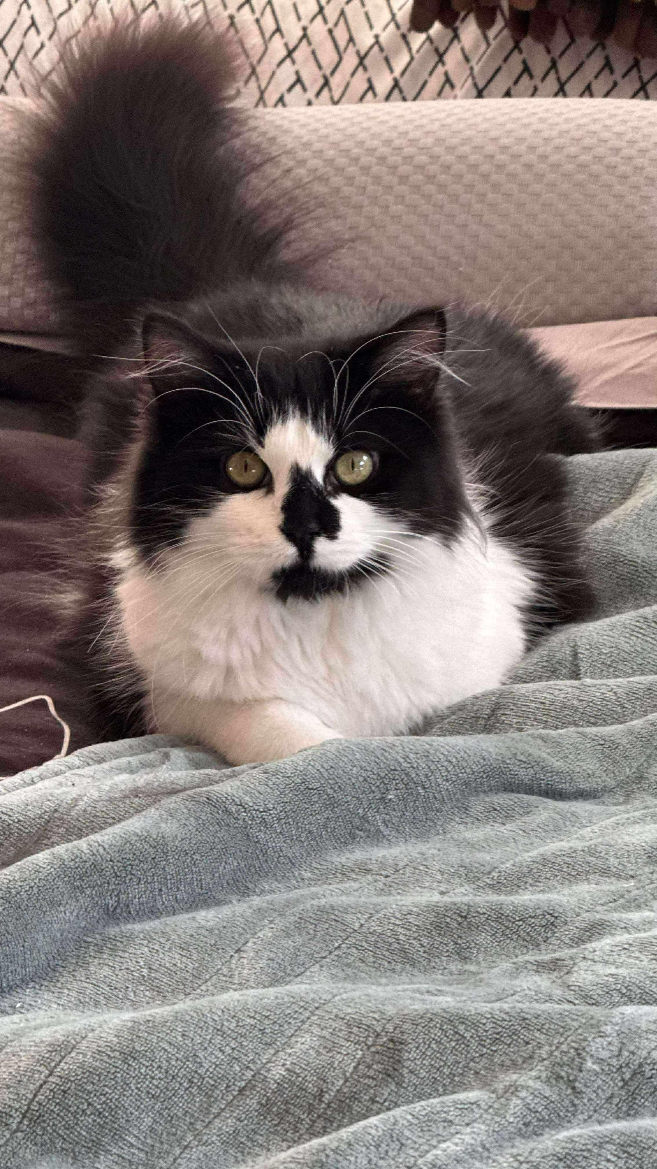 Muppet, Adoptable, Young Female Domestic Medium Hair.