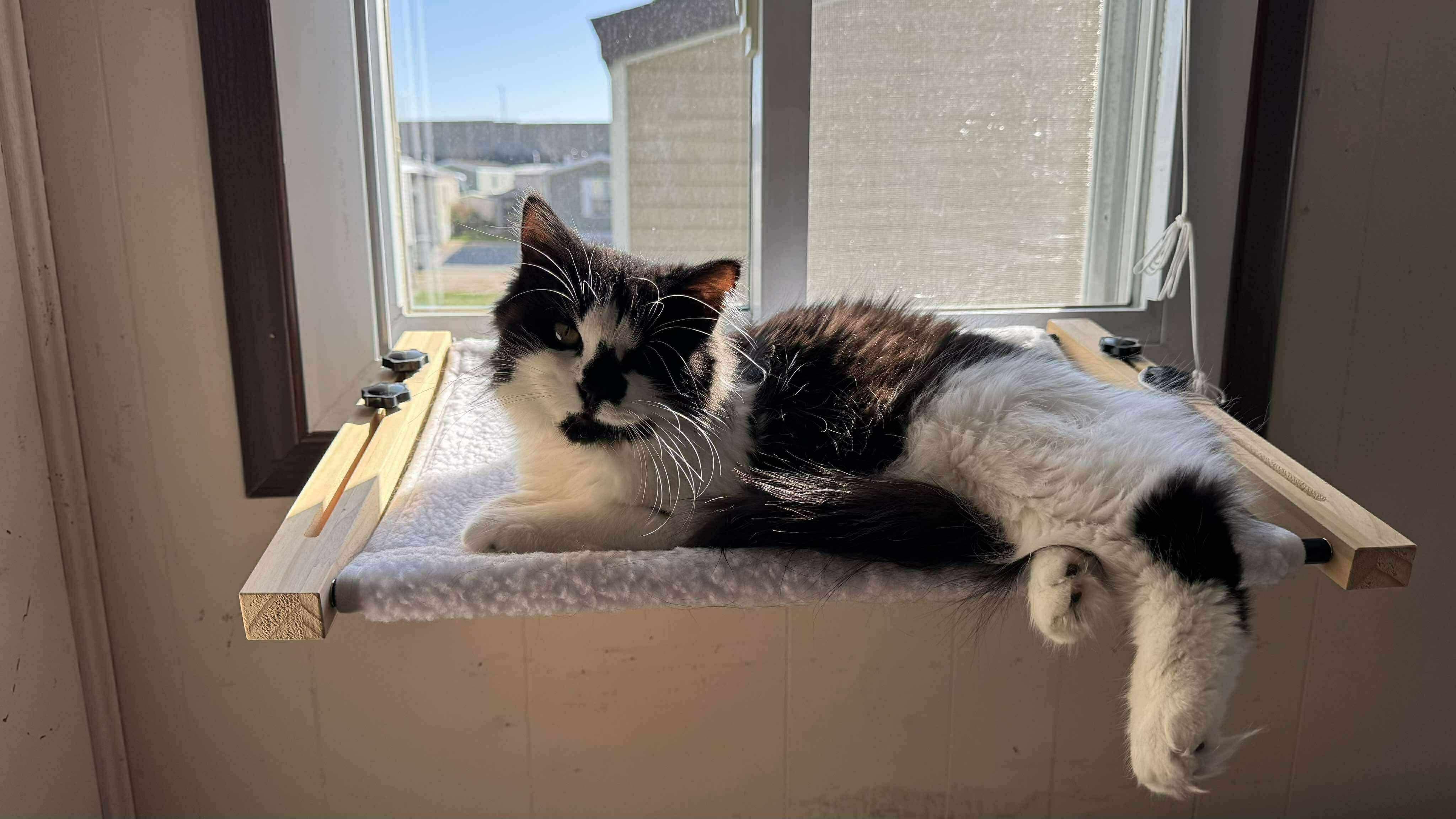 Muppet, a Adoptable Domestic Medium Hair in Milwaukee, WI image 4/6